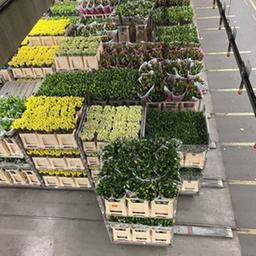 RoyalFlora in Amsterdam