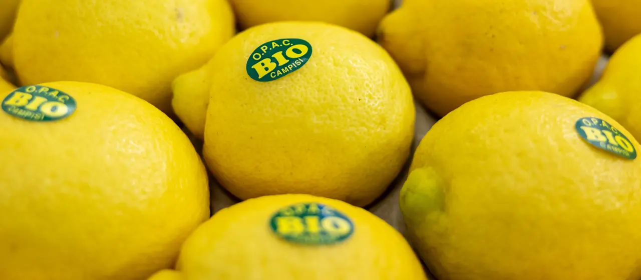 Umsatz mit Biolebensmitteln deutlich gestiegen Umsatz mit Biolebensmitteln deutlich gestiegen