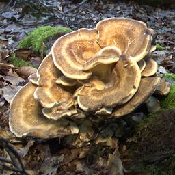 Aggressiver Pilz: Ist die Banane noch zu retten? | tagesschau.de