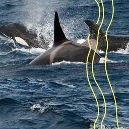 Orcas schwimmen im atlantischen Ozean.
