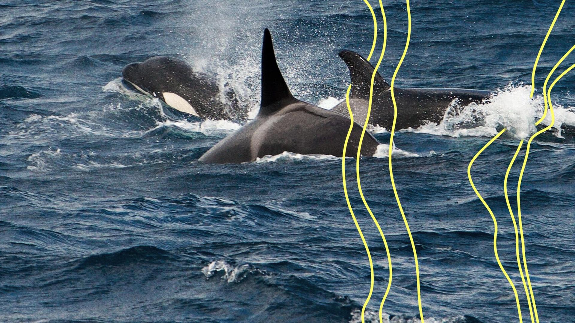 Orcas schwimmen im atlantischen Ozean. | picture alliance / Visually. Arturo de Frias