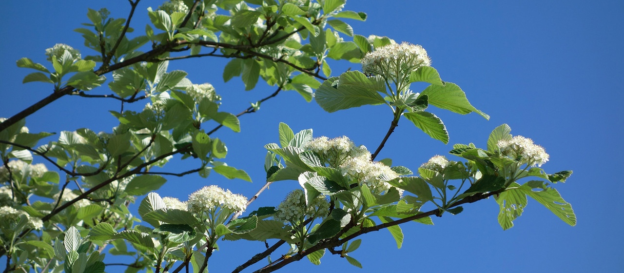 Blüten einer Echten Mehlbeere