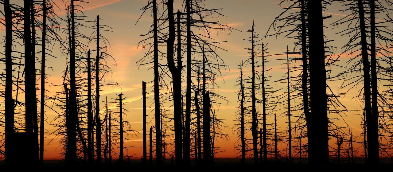 Abgestorbene Fichten im Sonnenuntergang