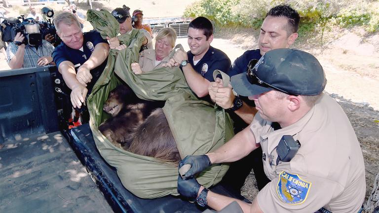 Wildhüter und Polizeibeamte heben einen betäubten Bären auf einen Truck, nachdem das Tier in Granada Hills herumwilderte.