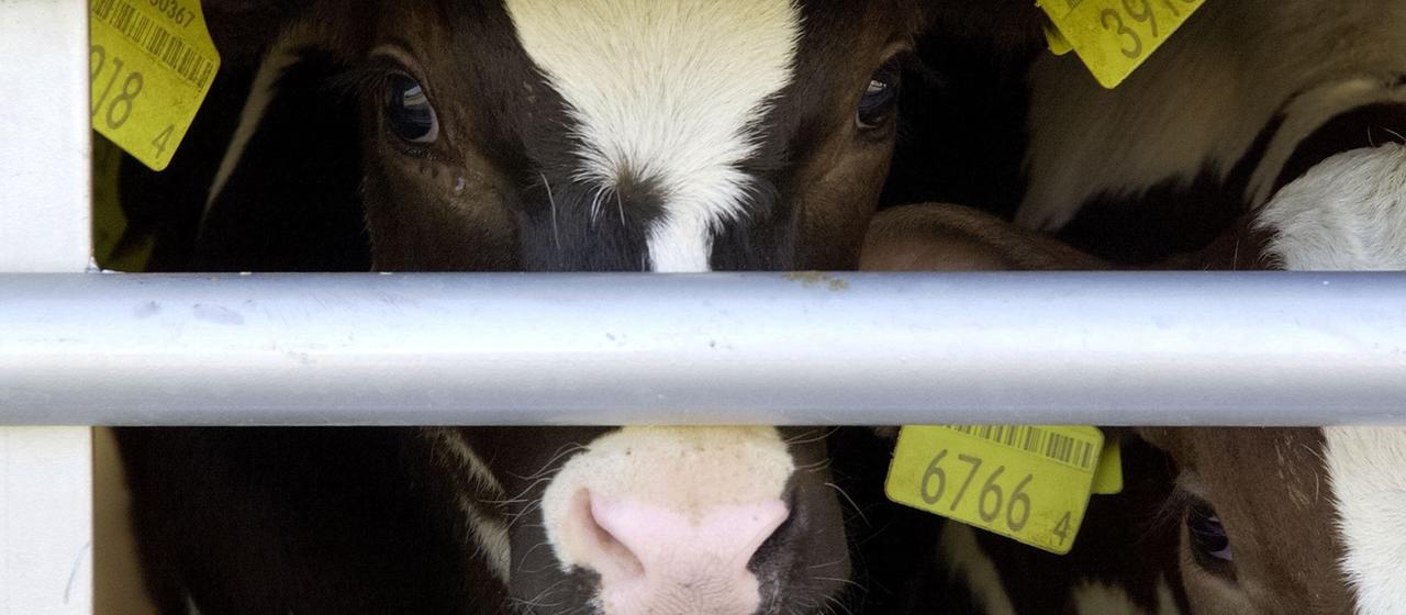 Kälber in einem Tiertransporter