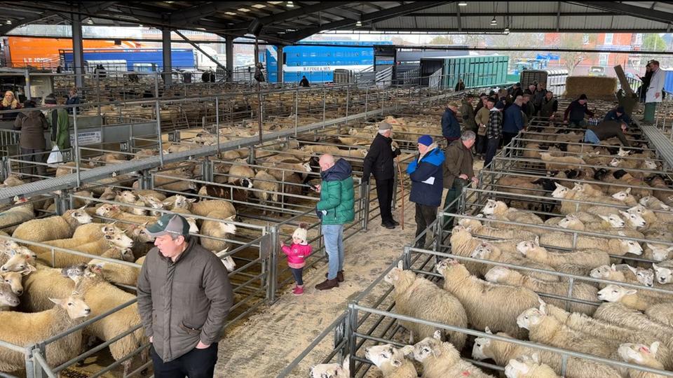 Menschen betrachten Schafe in Gattern  in Melton Mowbray.