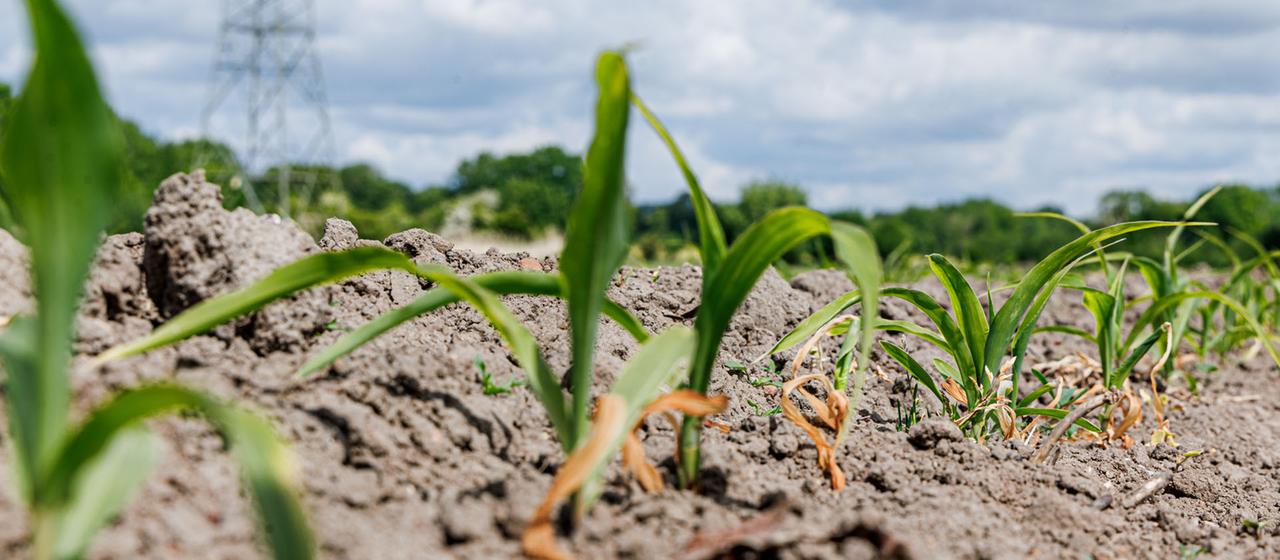 Im Süden Schleswig-Holsteins wächst junger Mais auf ausgedörrtem Boden. 