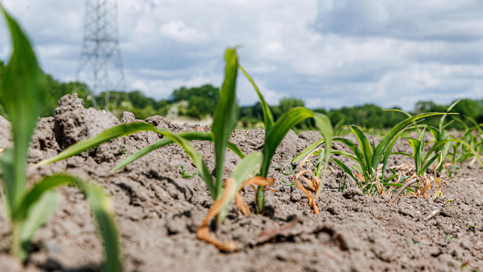 Junger Mais wächst auf ausgedörrtem Boden im Süden Schleswig-Holsteins.  | picture alliance/dpa