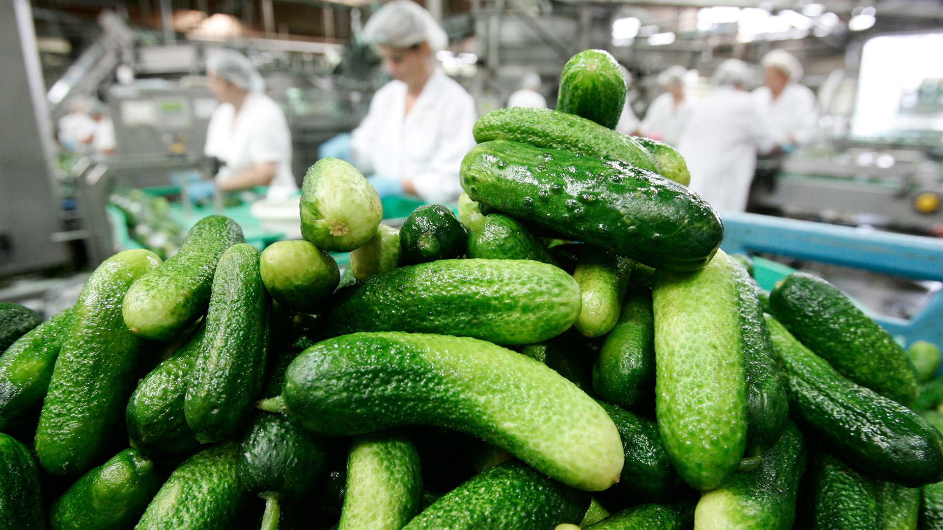 Spreewaldhof Gurken Produktion