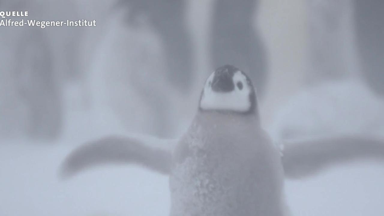Antarktische Kaiserpinguine durch Klimawandel bedroht