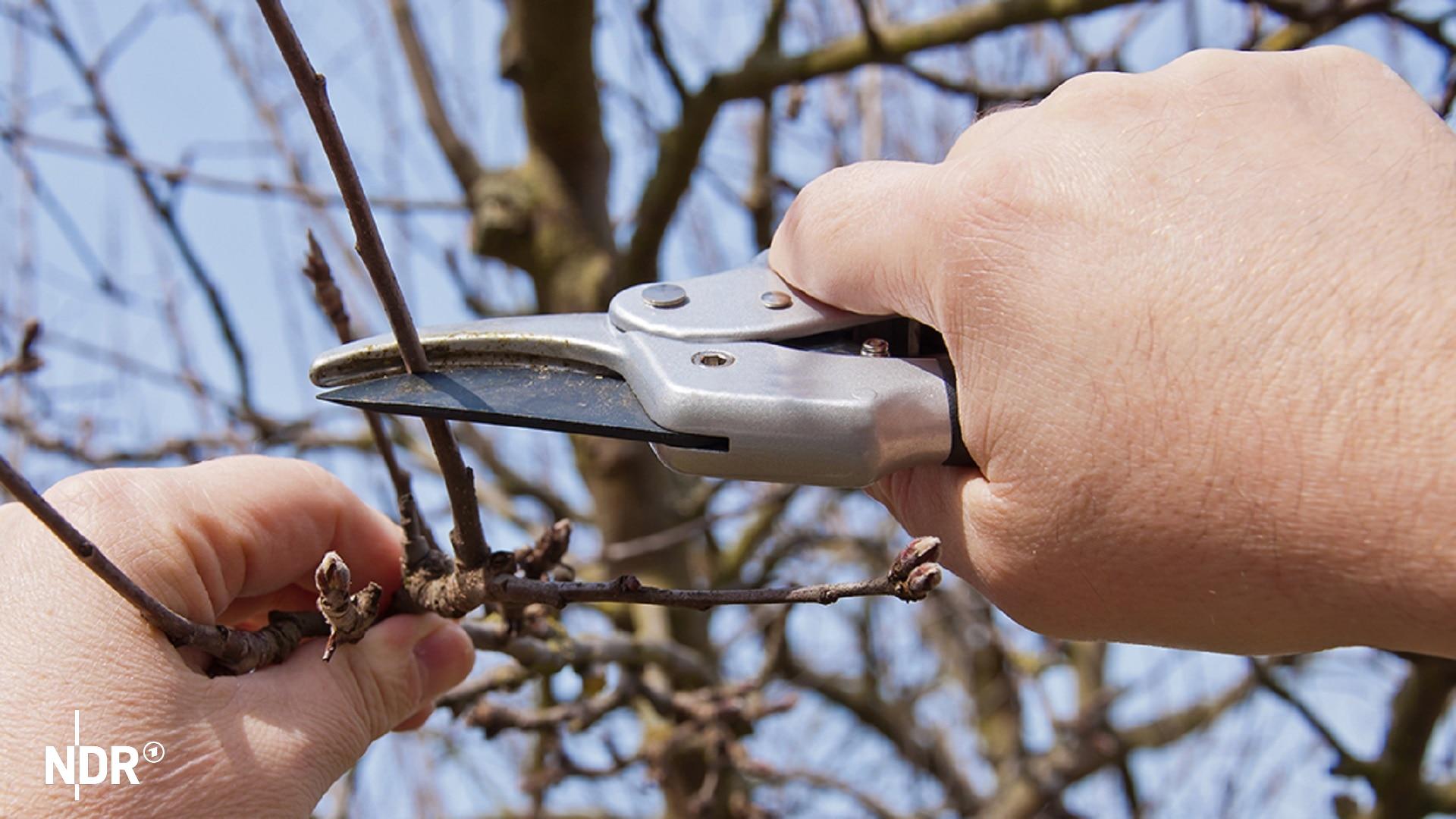 Die Polizei in Gifhorn warnt vor Gärtnern, die in Wirklichkeit Betrüger sind. (Themenbild) | Fotolia.com Ast eines Obstbaumes wird mit einer Baumschere beschnitten
