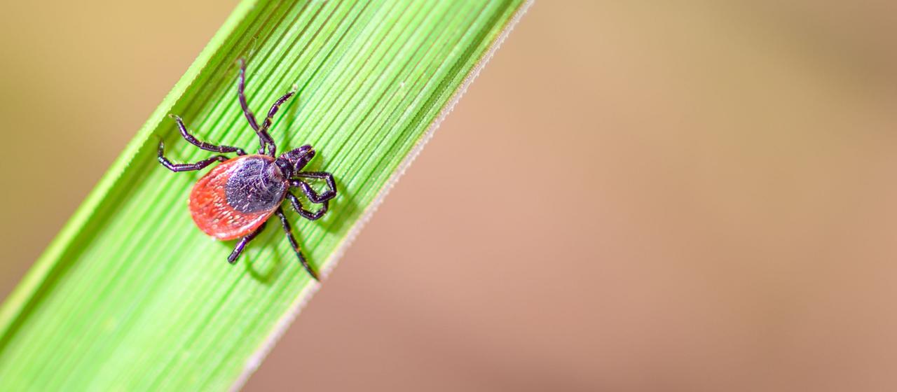 zecke-142.jpg?width=1280