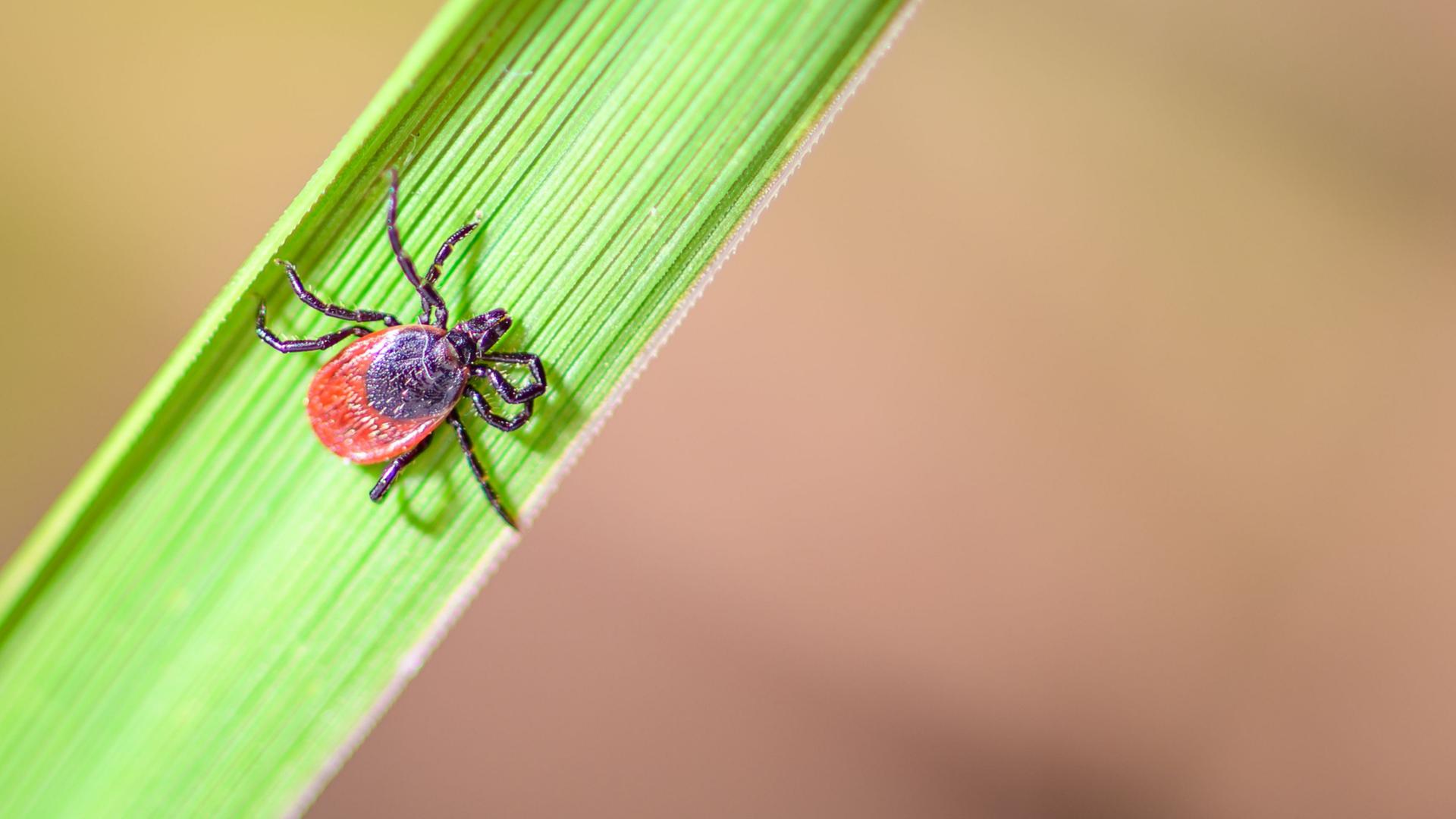 Eine Zecke krabbelt auf einem Grashalm. | dpa