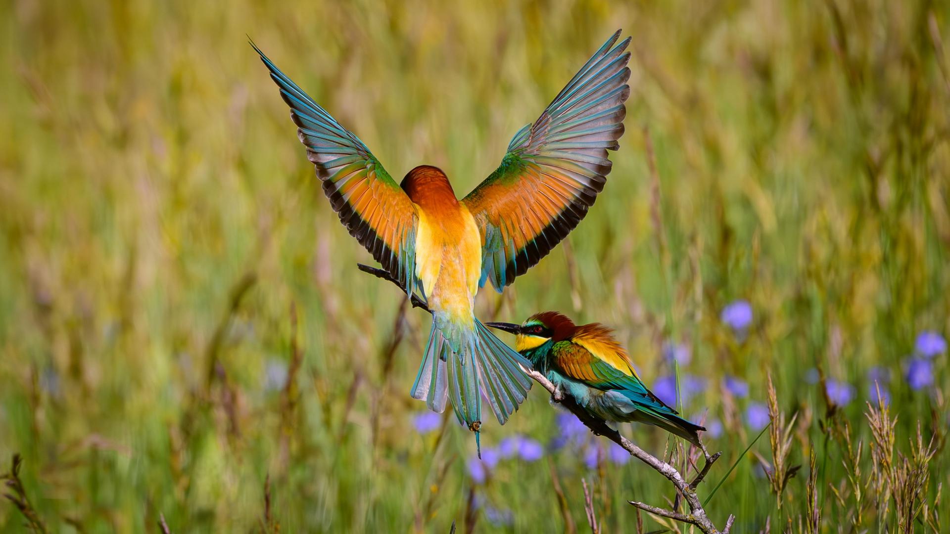 Zwei farbenprÃ¤chtige Bienenfresser (Merops apiaster) sind auf einer Wiese zu sehen. | Patrick Pleul/dpa