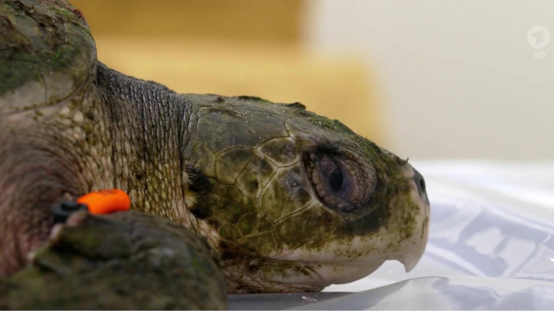 Sendungsbild | ARD-aktuell