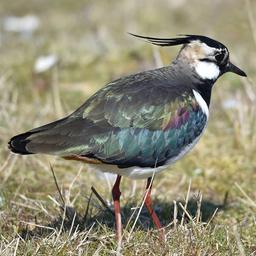 Ein Kiebitz auf Futtersuche.