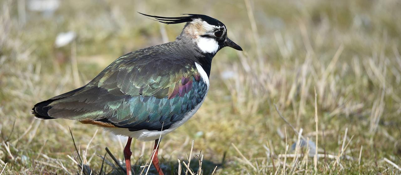 Ein Kiebitz auf Futtersuche. | IMAGO/CHROMORANGE Ein Kiebitz auf Futtersuche.