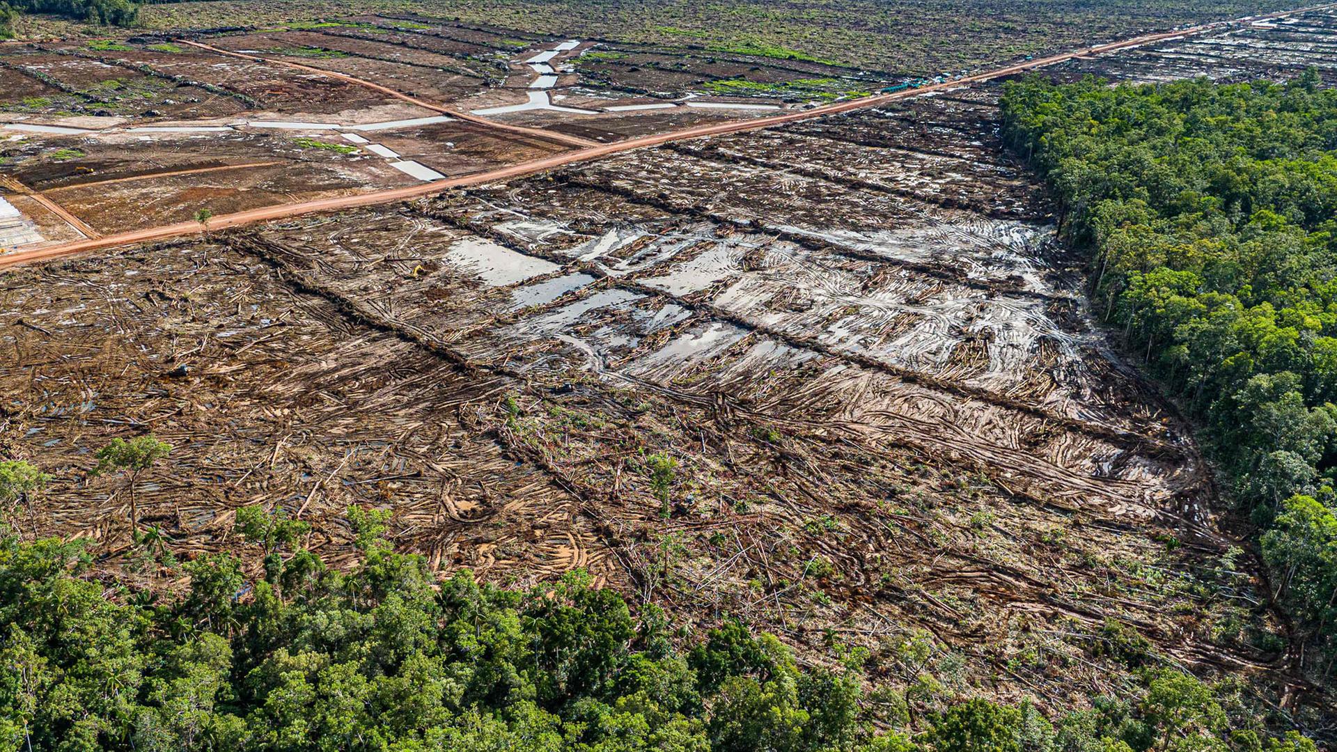 Ein abgeholztes Gebiet in Süd-Papua, Indonesien. | AFP PHOTO / MIGHTY EARTH