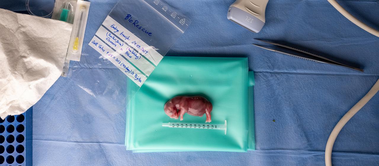 Embryo-Transfer bei Nashrnern geglckt | tagesschau.de