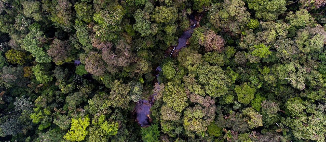 Neuer Regenwald kann in nur 30 Jahren entstehen