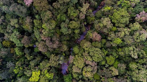Neuer Regenwald kann in nur 30 Jahren entstehen