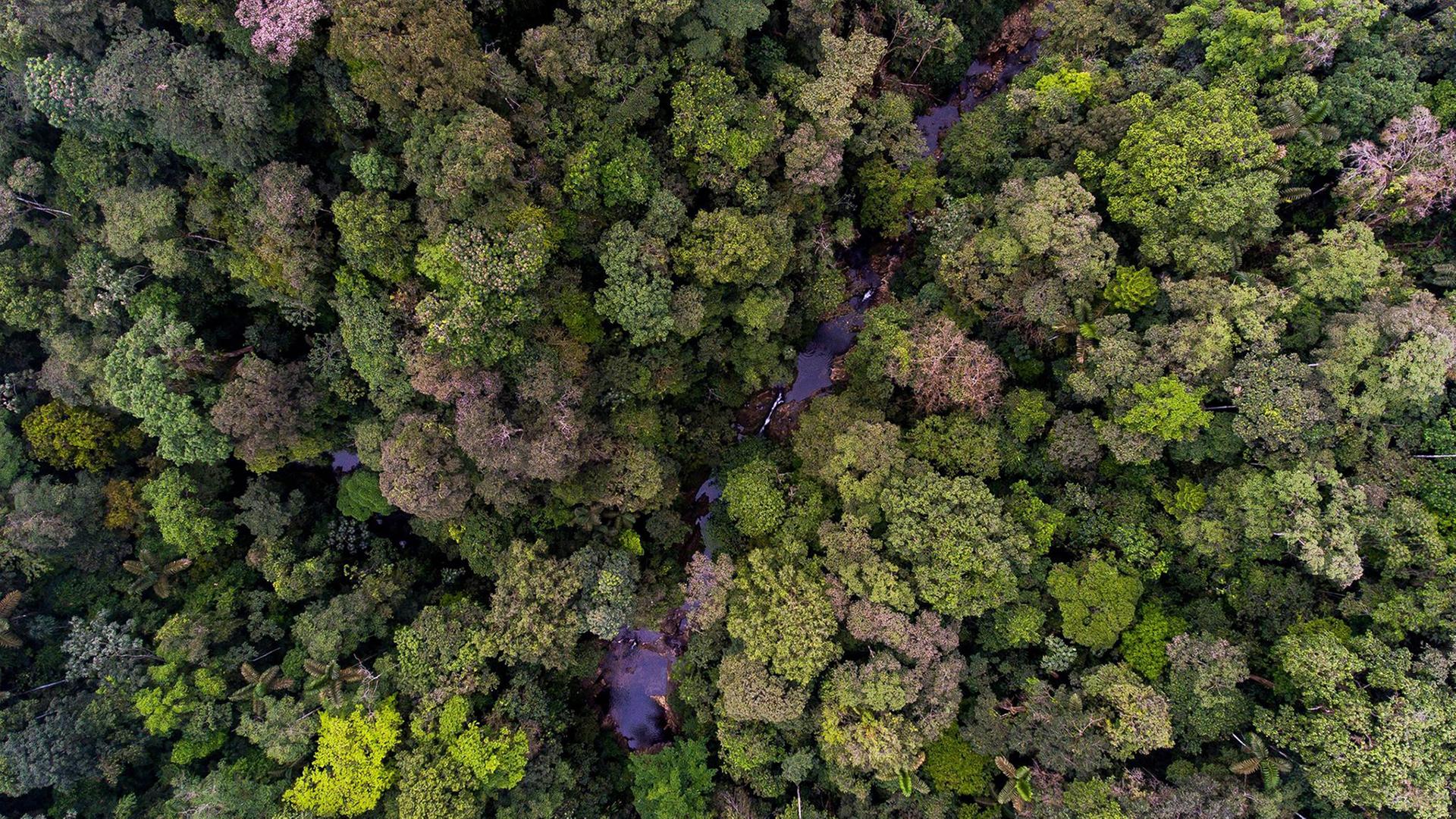 Regenwälder erholen sich Studie zufolge schneller als gedacht