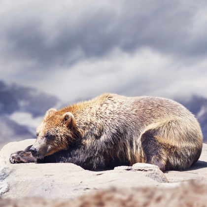 Schlafender Braunbär
