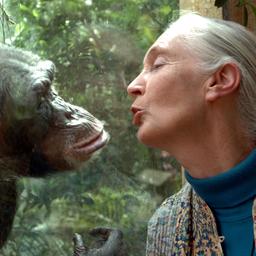 Die Affenforscherin Jane Goodall mit einem Schimpansen