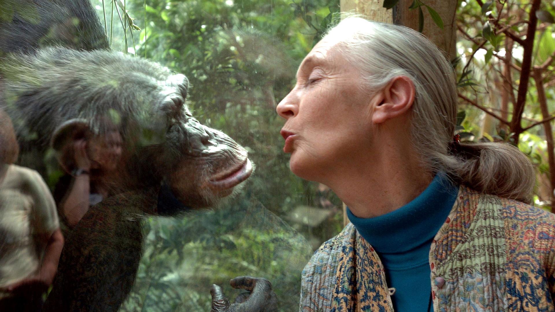 Jane Goodall tot: Auch mit Zoo Krefeld hatte Affenforscherin Kontakt
