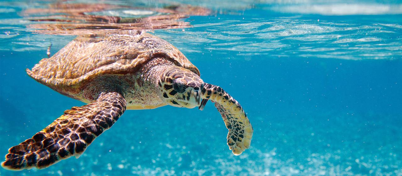 Eine Echte Karettschildkröte schwimmt im Indischen Ozean.