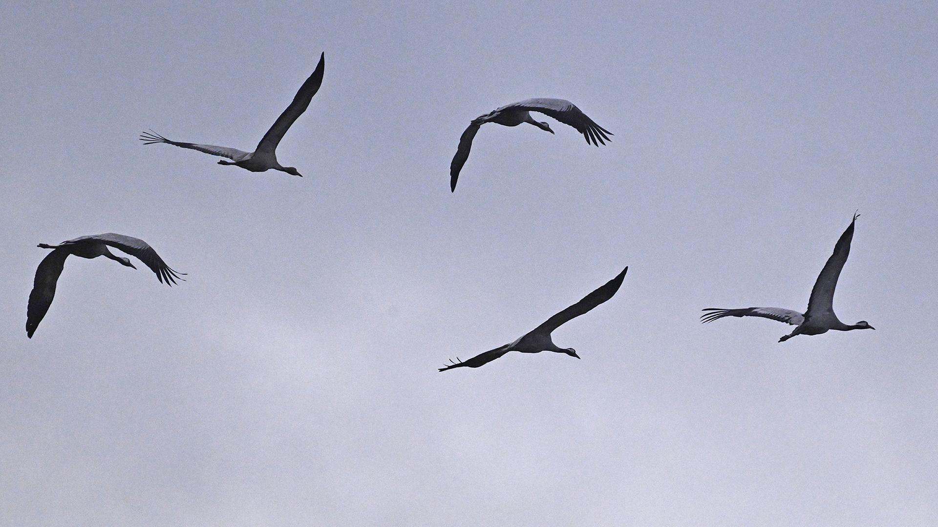Kraniche fliegen über einem Feld in der Nähe von Linum. (Quelle: Imago Images/Maruizio Gambarini) | Imago Images/Maruizio Gambarini