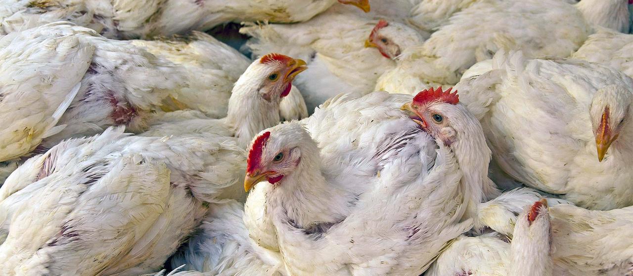 Massentierhaltung von Hühnern (Archivbild).