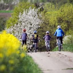 Radfahrer fahren an einem blühendem Rapsfeld vorbei