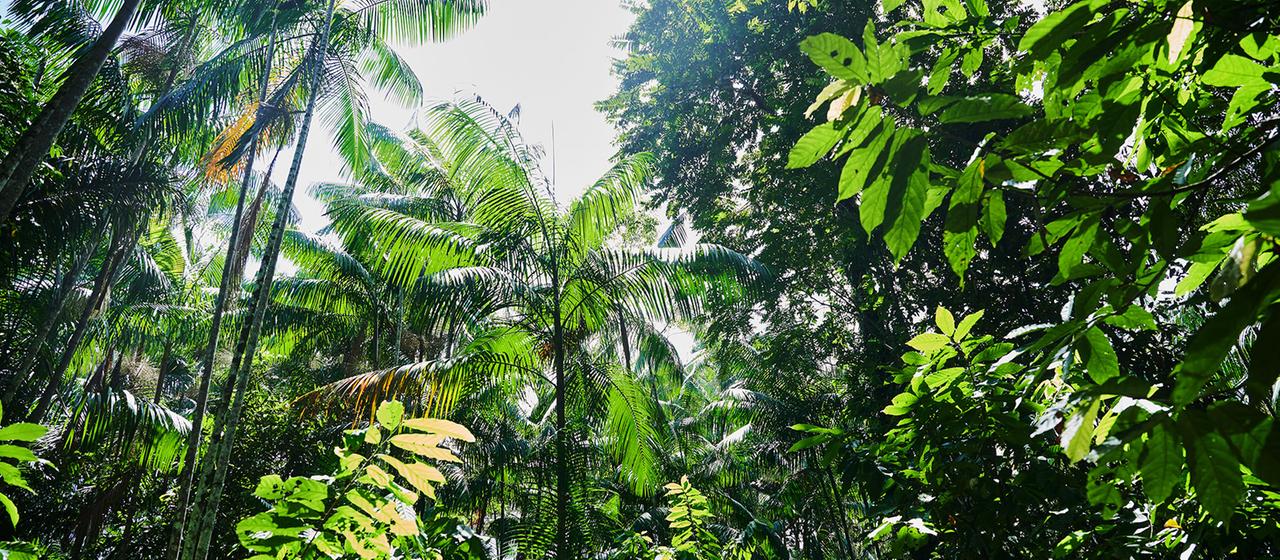 Die Sonne scheint durch einen Regenwald bei Belém