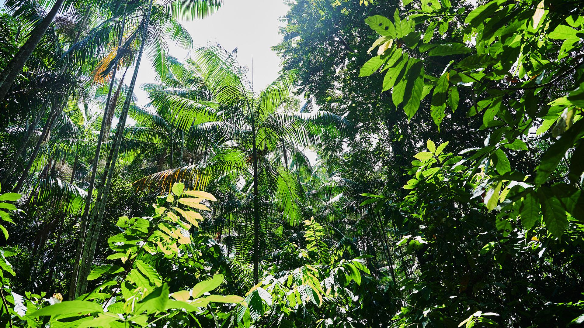 Die Sonne scheint durch einen Regenwald bei Belém | dpa