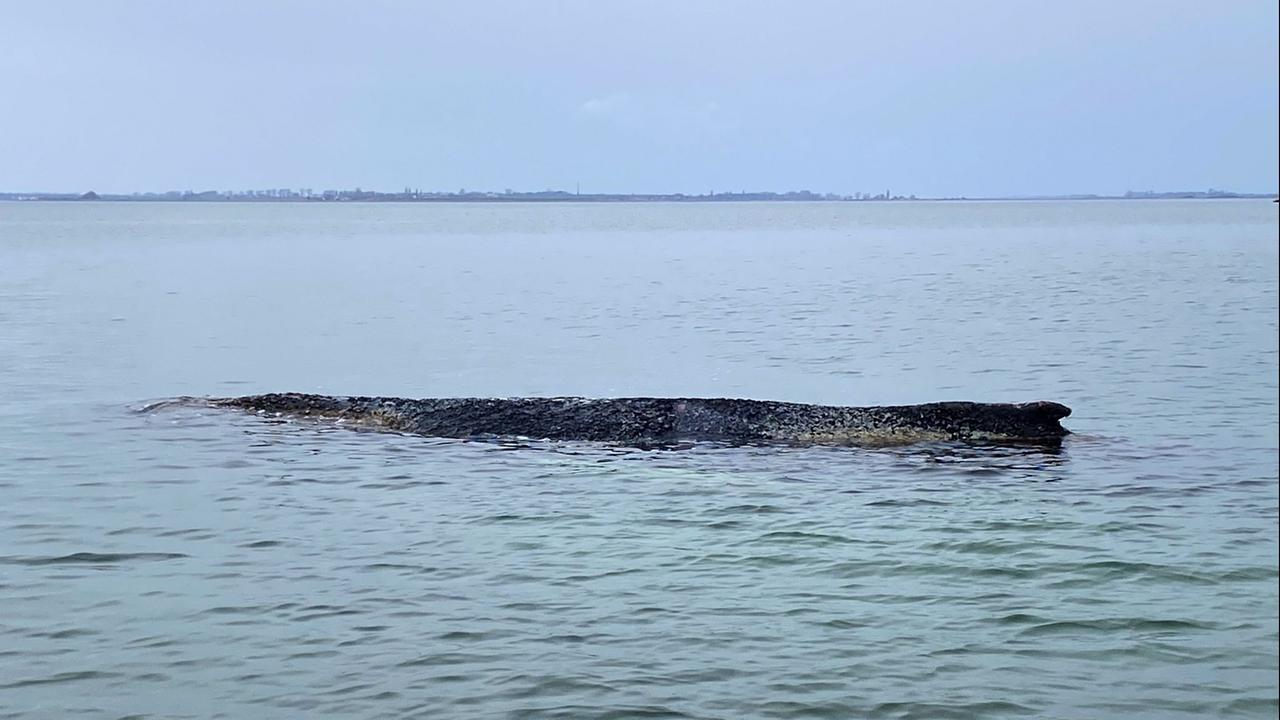 Wismarer Bucht · Kann der Wal sich noch retten?