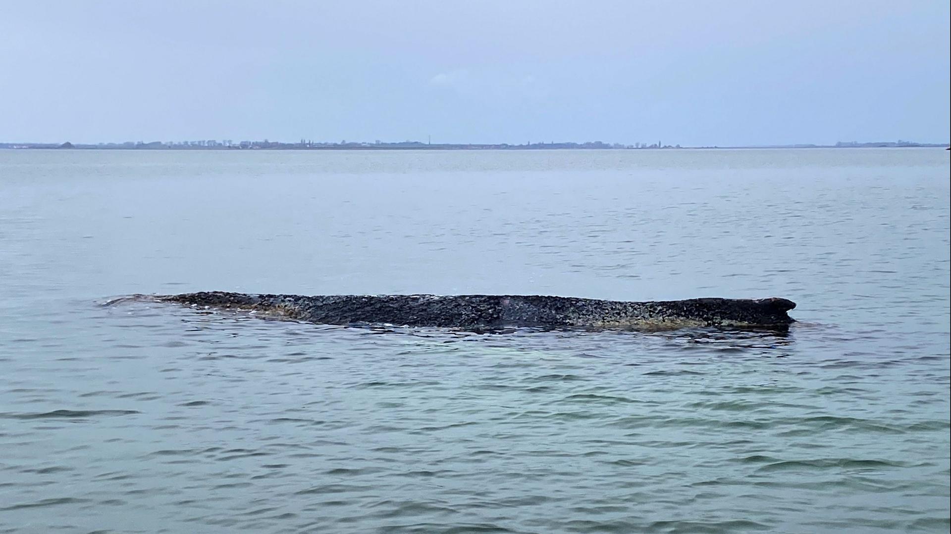 Der erneut gestrandet Buckelwal in der Wismarerbucht zu sehen. (Archiv) | Ferdinand Merzbach/NEWS5/dpa