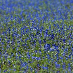Blaue Lupine blühen auf einem Acker bei Hohen Schwarfs (Mecklenburg-Vorpommern). 