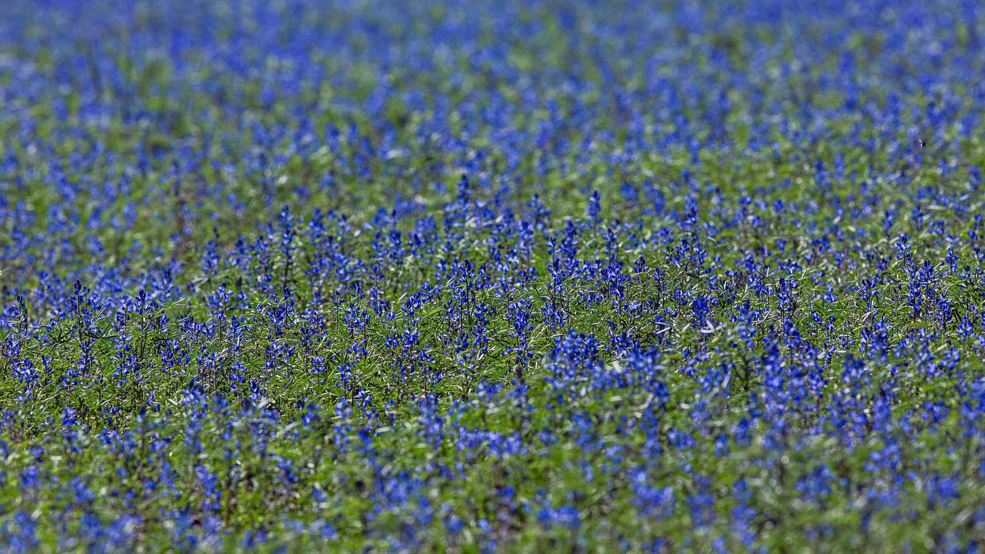 Blaue Lupine blÃ¼hen auf einem Acker bei Hohen Schwarfs (Mecklenburg-Vorpommern). | picture alliance / dpa