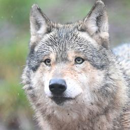 Ein Wolf