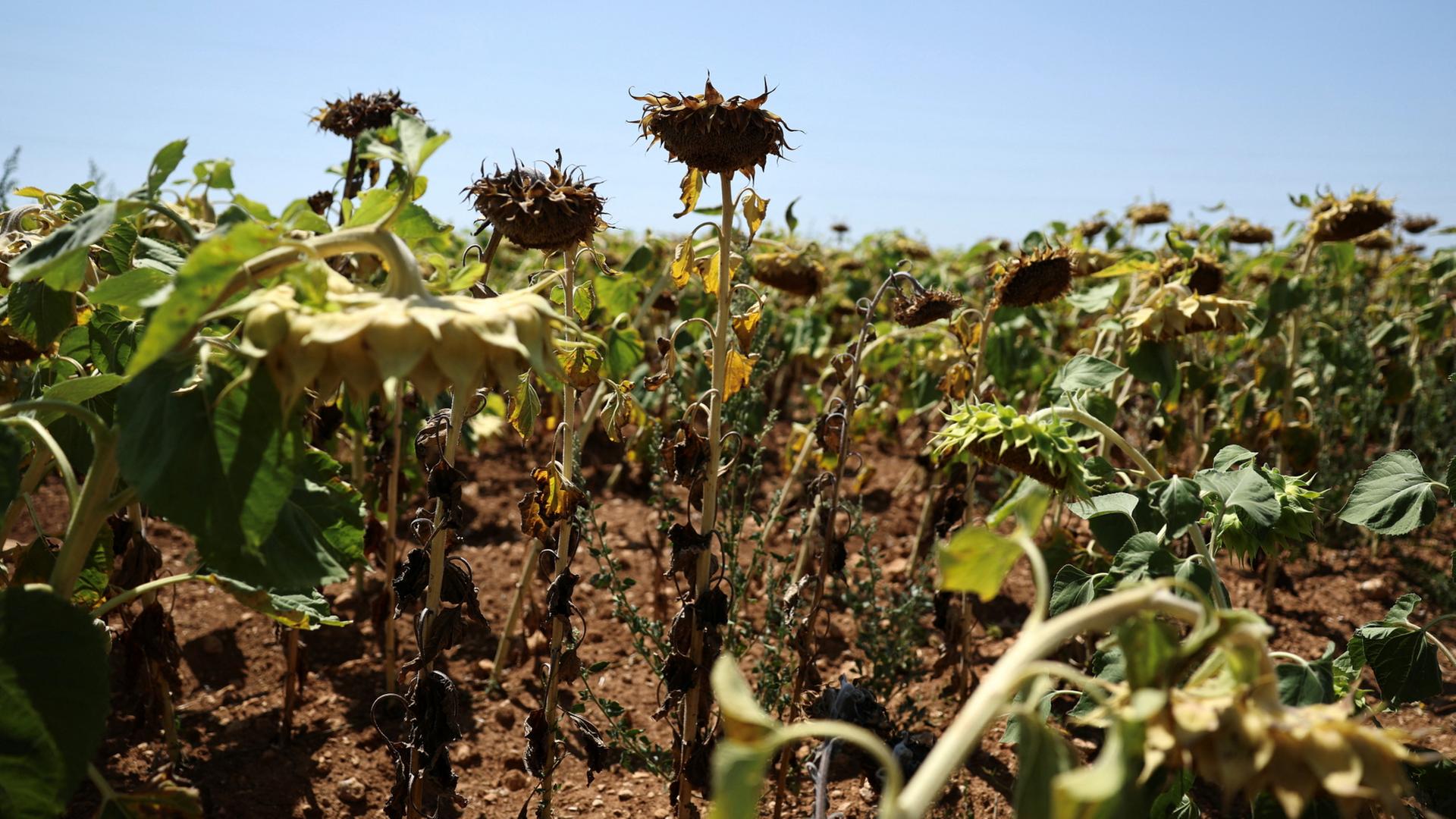 Ein Bild mit ausgetrockneten Sonnenblumen in Frankreich. | REUTERS