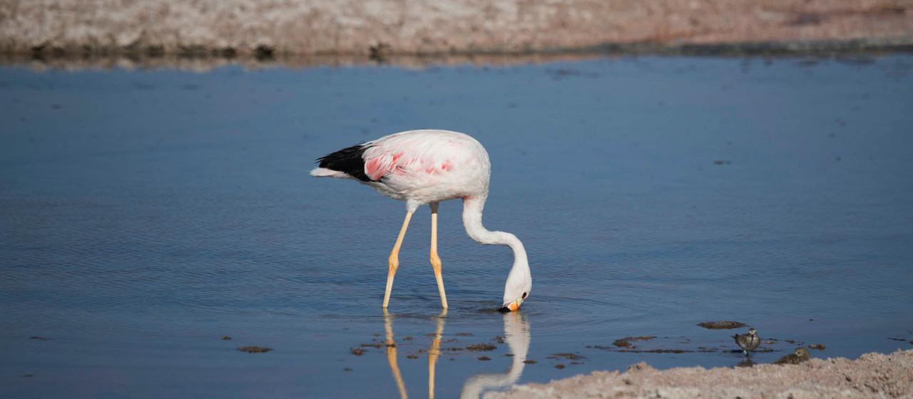 Ein Flamingo in der Chaxa-Lagune in der Salzwüste Atacama, Chile.
