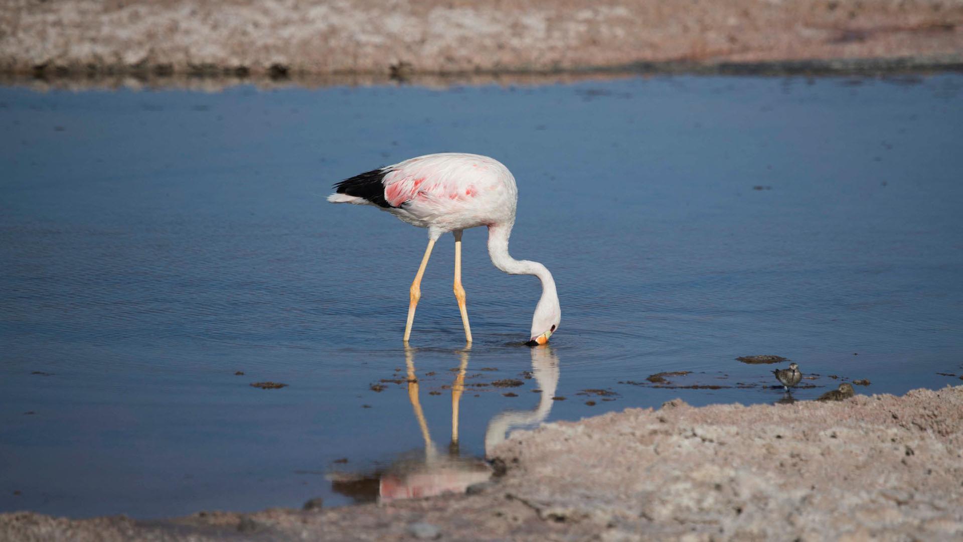 Ein Flamingo in der Chaxa-Lagune in der Salzwüste Atacama, Chile. | REUTERS