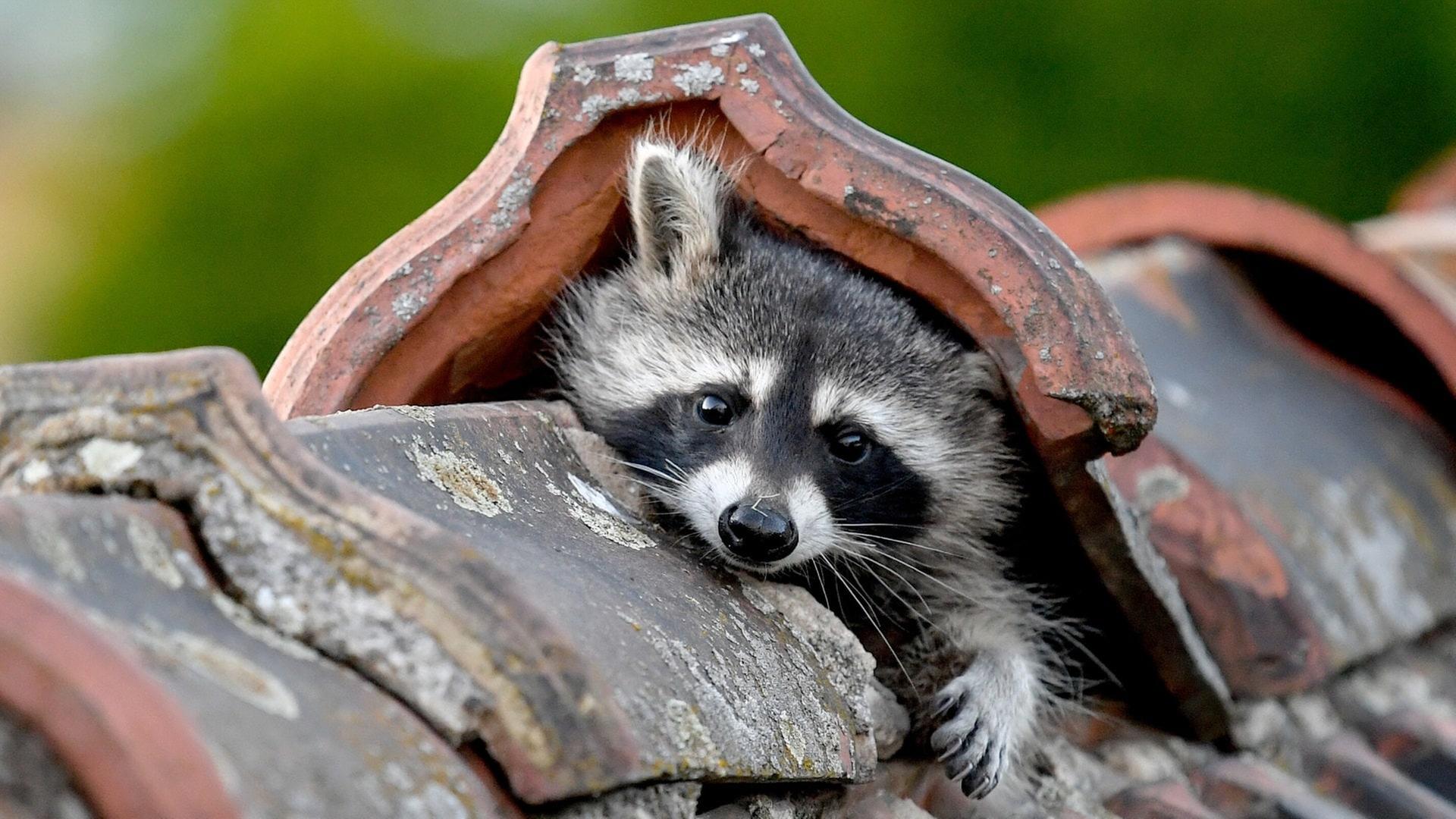 庭にアライグマが出た！対策方法と予防のコツ