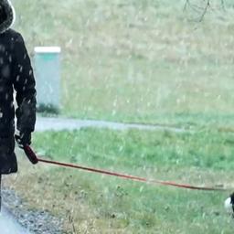 Eine Frau führt einen Hund bei Schneetreiben spazieren.