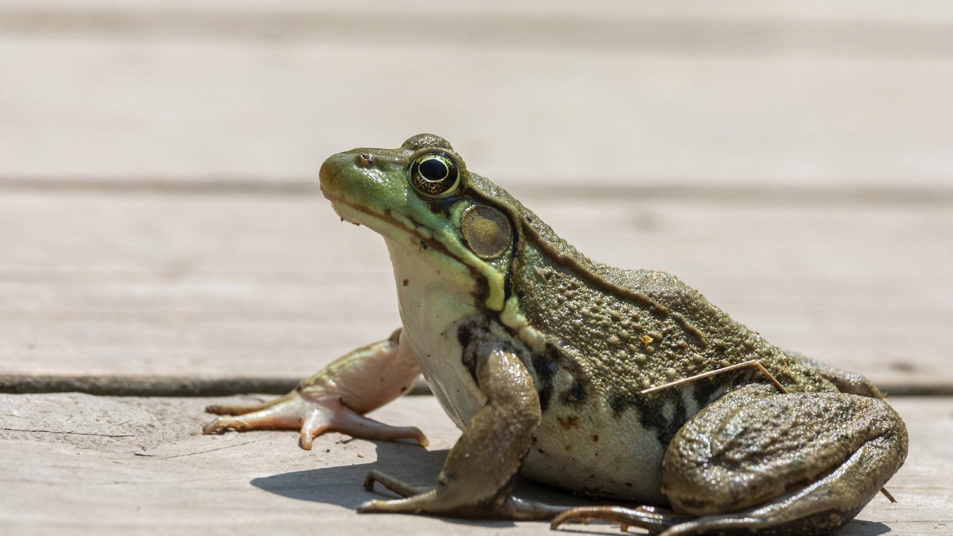 Diese Schäden richten der hungrige Ochsenfrosch, Kaulquappen-Kot und Hexenkraut an