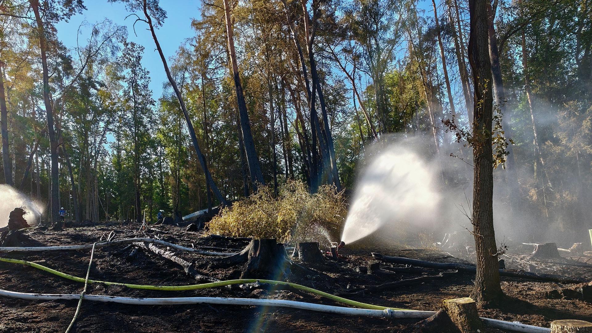 Nach Waldbränden: Verband Saar-Waldschutz fordert Umdenken bei Forstwirtschaft