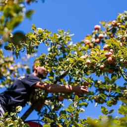 Ein Erntehelfer erntet reife Äpfel von einem Apfelbaum