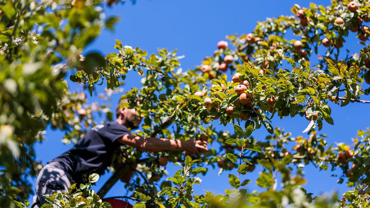Rekordernte-2025-pfel-und-Kartoffeln-im-berfluss