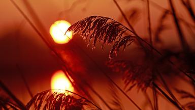 Gräser in der Morgensonne